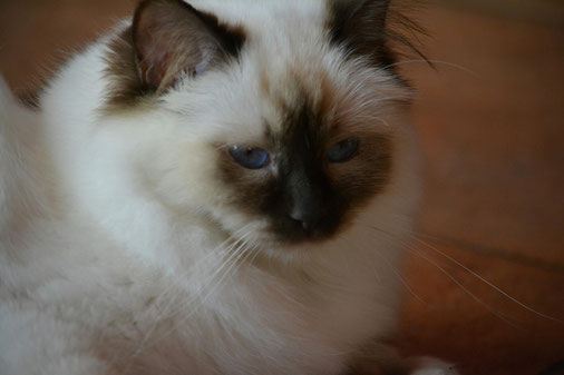 Gatto Di Razza Sacro Di Birmania Allevamento Sacro Di Birmania