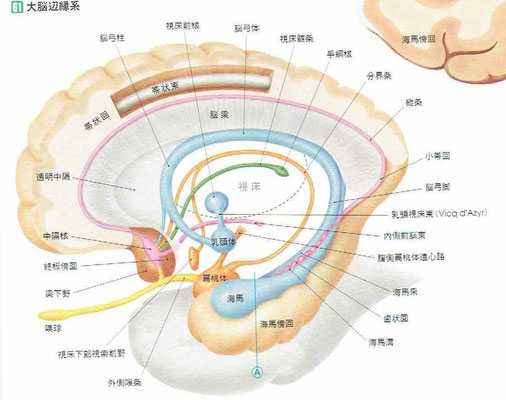 「人体の正常構造と機能」より