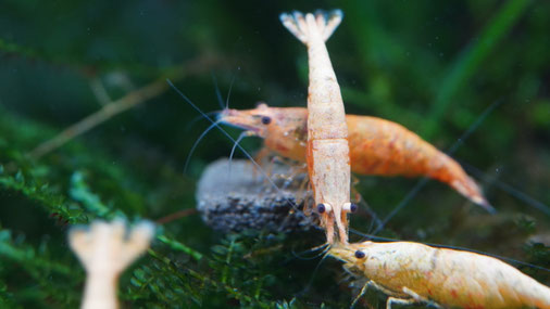 Neocaridina davidi, Garnele, Koi Sunburst