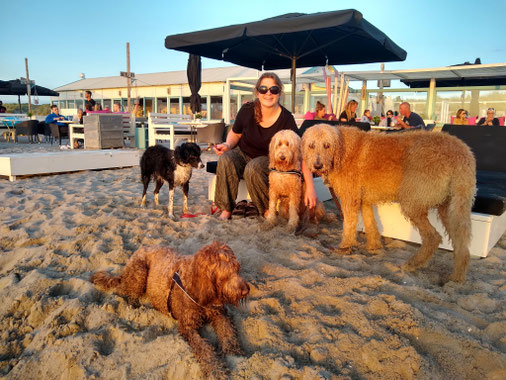 Honden logeren in vakantie opvang