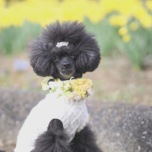 犬連れ ワークショップ 花冠