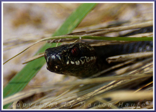 Kreuzotter (Vipera berus), 28.04.2018, Darß/Mecklenburg-Vorpommern