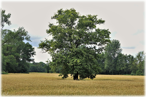 Eine Eiche im Kornfeld