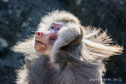 Zoofotografie, Zoo Fotos, Zoo Fotografie