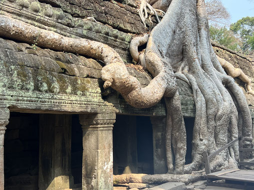 タプローム寺院でのガジュマルの木