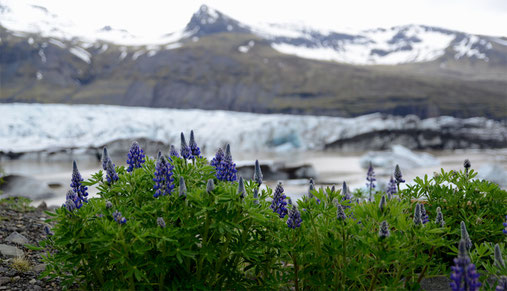 Lupinen 