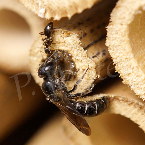 Bild: Glockenblumen-Scherenbiene, Osmia rapunculi, Weibchen, an der Dalmatiner Glockenblume