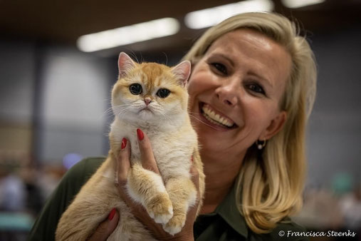 Ivon van Cattery My‑O‑My met golden Brits Korthaar poes Yoshiko