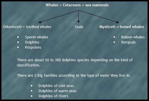Whales Classification des cétacés