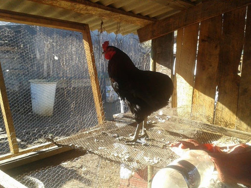 Gallo Kollonko! Criador José Miguel (Chile)