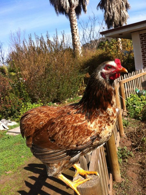 Gallina Kollonka! Cresta Arveja! Criador Damery Bugueño Vera, Batuko (Chile)