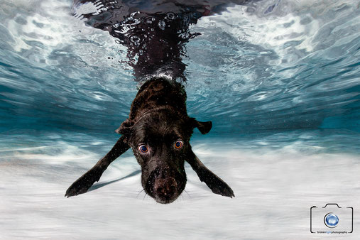 Bild: Hund Unterwasser Labrador unter Wasser Berlin München Köln Hamburg Frankfurt