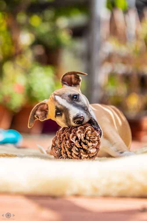 Kenobi - Whippet- Welpe - Hund - Hundefotografie