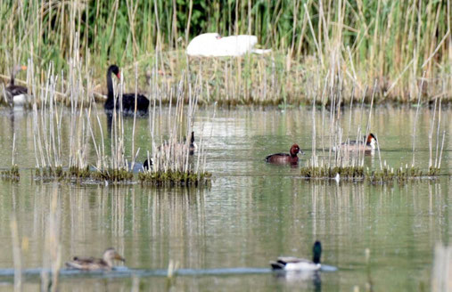 Schwarz-(Trauer-)schwan Moorente, Foto: Daniel Baier