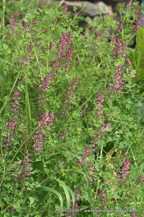 Fumaria officinalis, Ventalon-en-Cévennes