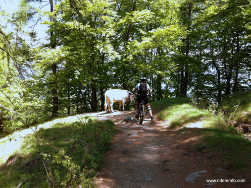 se scaricate la traccia GPS sappiate che in questo punto c'è una piccola deviazione, un toro così incarognito non lo avevamo mai visto!!!..Al fine di evitare scontri  raggiriamo l'ostacolo affrontado un tratto in portage!!