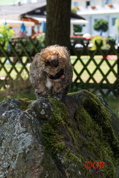 Bolonka Huendin Welpe Raya vom Amur 8 Wochen. Erster Klettersteig am Minigolfplatz von Bad Soden-Salmünster. Wohnmobilstellplatz Grünenthals Hund