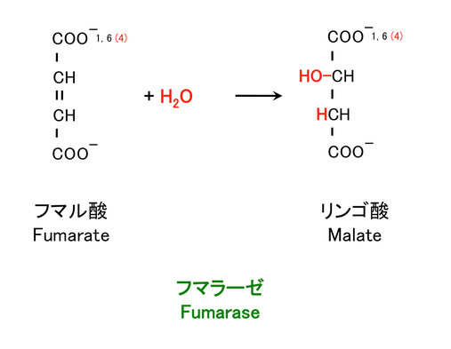 フマル酸の水和