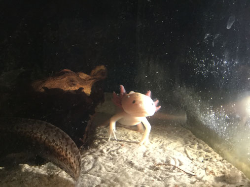 Philou, Männliches Axolotl