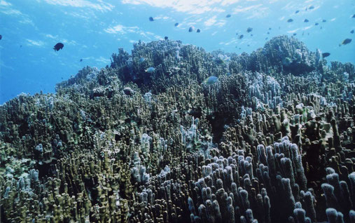 bleu corals in the oura bay