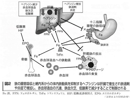 腎性貧血と鉄代謝