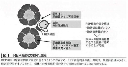 REP細胞の微小環境