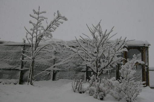 Gehege verschwindet unter dem Schnee 3.08