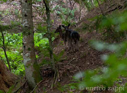 Femmine di daino (tipo melanico) in mezzo al bosco della Foresta della Lama.