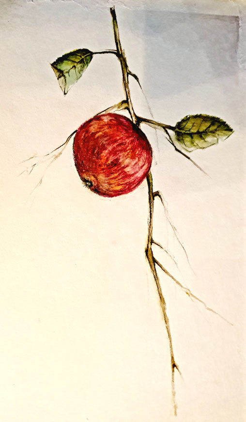 Apfel     Oktober 2025    21 x 29,7 cm    Buntstiftzeichnung und Aquarell
