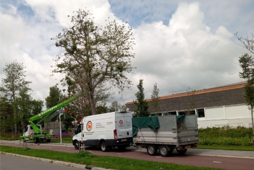 Het snoeien van bomen hoort ook bij boomverzorging Amsterdam