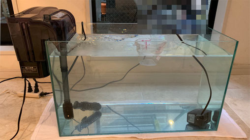 レッドシー リーファー 170 オーバーフロー水槽 立上げ Vol 8騒音対策 海水水槽立上げ Saff Design サフデザイン Hsbao 背面濾過 水槽フランジ レッドシー リーファー 170 オーバーフロー水槽 立上げ Vol 8騒音対策 海水水槽立上げ Saff Design サフデザイン Hsbao 背面濾過 水槽フランジ