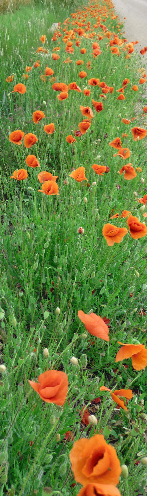 Mohnblumen auf Mallorca Santany Casa 3 Leones | Leondoro.de