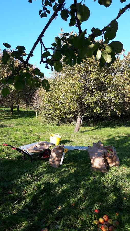 Apfel Ernte in Säcken auf einer Wiese mit Apfelbäumen