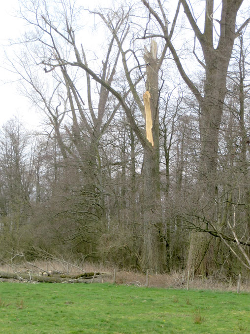 Afgeknapte Populier aan de rand van het Wilgenbroek.