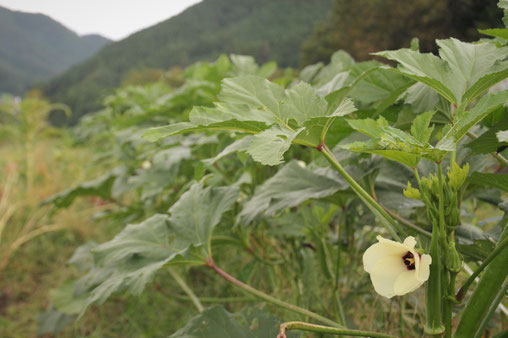 オクラの花　自然栽培　種取り