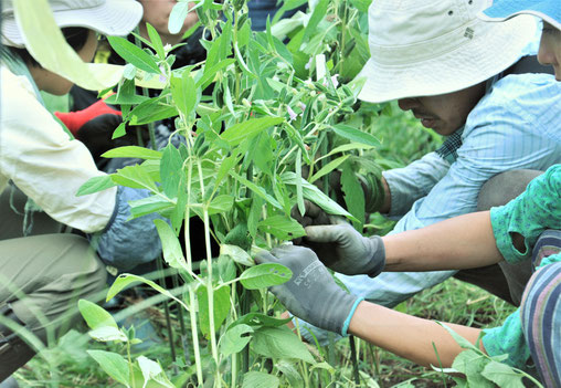 ゴマ　自然栽培　体験農場　農業体験　野菜作り教室　無農薬栽培