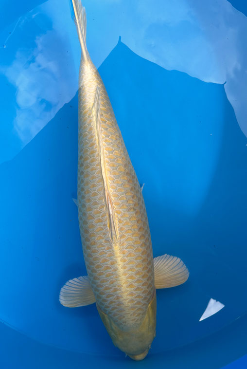 Marusei Gosai Yamabuki, 78 cm, female, Preis 1100 Euro