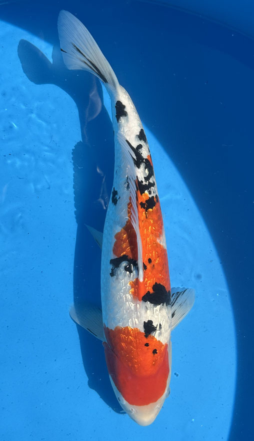 Marusaka HQ Sansai Ginrin Sanke, 59 cm, female, Preis 600 Euro