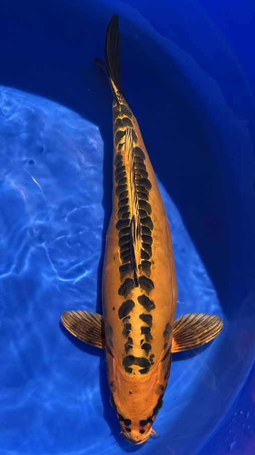 Marusei Nisai Mizuho Ogon, 50 cm, female, Preis 280 Euro