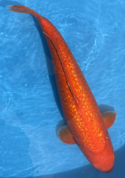 Marusei Sansai Ginrin Benigoi, 55 cm, female, Preis 400 Euro