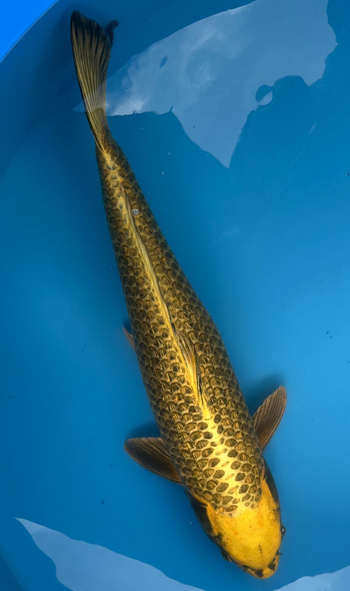 Kobayashi Yonsai Ginrin Mukashi, 70 cm, female, Preis 350 Euro, verk.