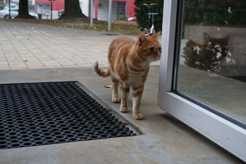 Unser Schulkater