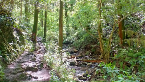 Proper footwear required as this trail tends to be wet and slippery