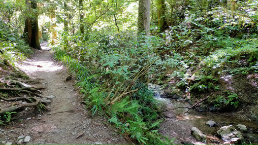 The trail is along a stream