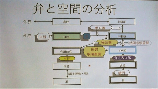 口から食道に至るまでの運動を弁と空間の分析