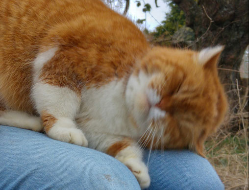 Rothaarige Katze Lotti beim Kuscheln