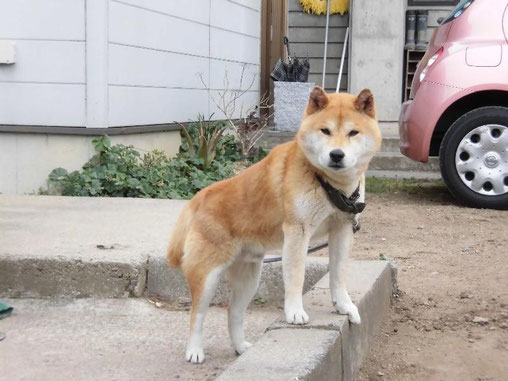 りゅう　１０歳