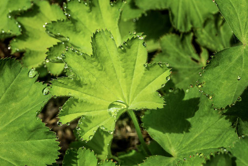 Phytotherapie, Frauenmänteli mit Tautropfen