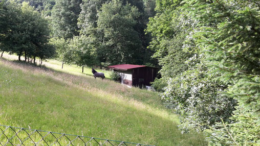 Blick von der Terrasse auf die Weide.