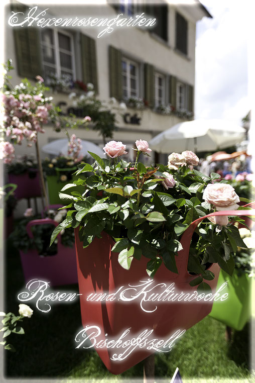 Rosenblog Hexenrosengarten Rosiger Adventskalender Rosen- und Kulturwoche Bischoffszell